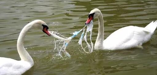 为什么你要学会识别 合格塑料袋？