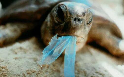 为什么你要学会识别 合格塑料袋？