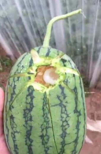 青岛局部地区下冰雹暴雨！天灾无情 祈福农民