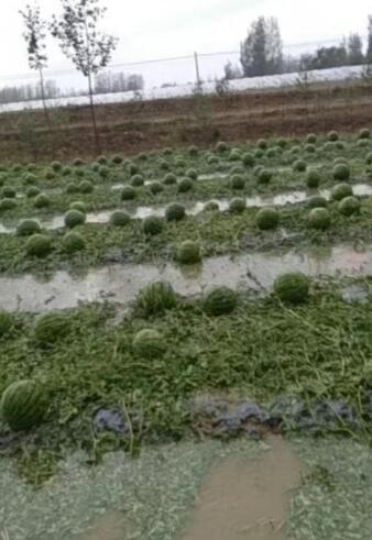 青岛局部地区下冰雹暴雨！天灾无情 祈福农民