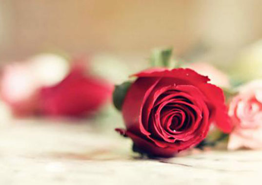 饲料编织袋厂家祝所有女性女神节快乐！